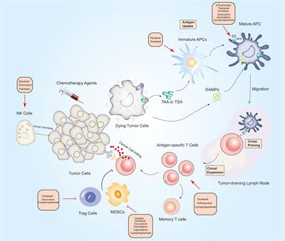 Immunostimulatory Properties of Chemotherapy in Breast Cancer: From Immunogenic Modulation Mechanisms to Clinical Practice